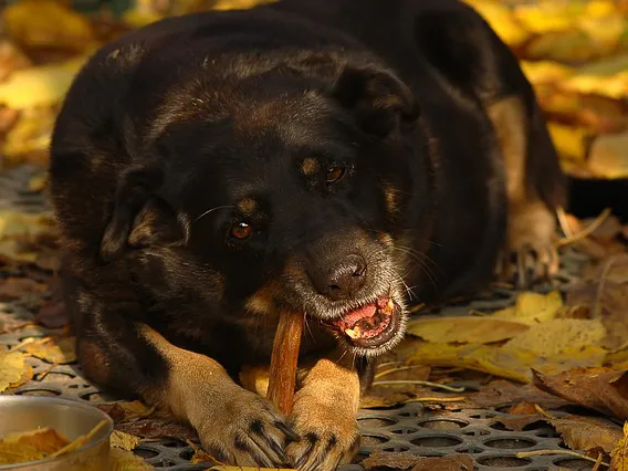 Schwarz-brauner Hund liegt draußen und kaut auf einem Leckerli