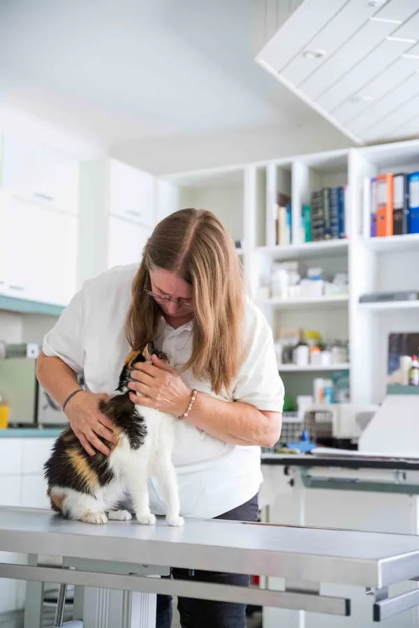 Tierärztin streichelt eine dreifarbige Katze auf dem Untersuchungstisch