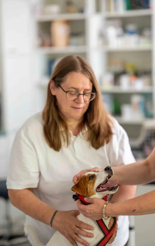 Tierärztin untersucht einen Jack-Russell-Welpen in der Praxis