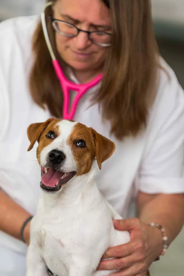Tierärztin mit pinkem Stethoskop hält einen Jack-Russell-Welpen
