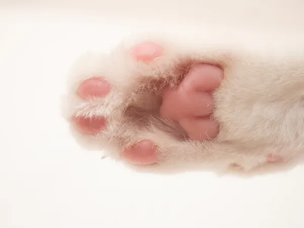 Nahaufnahme einer weißen Katzenpfote mit rosa Ballen