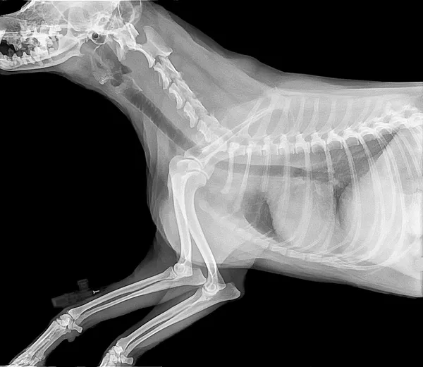 Seitliches Röntgenbild eines Hundes mit Brustkorb und Vorderbeinen