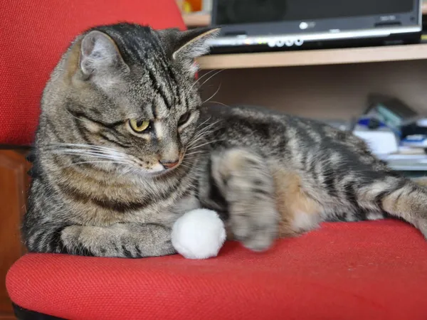 Getigerte Katze auf einem roten Stuhl betrachtet einen weißen Spielball